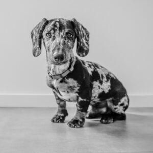 Hugo